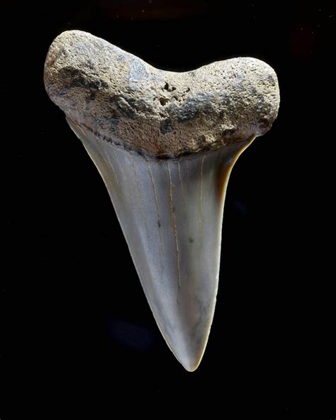 mako shark tooth.